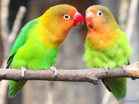 Bonheur de deux oiseaux amoureux 