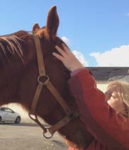 Pratique du Reiki sur un cheval