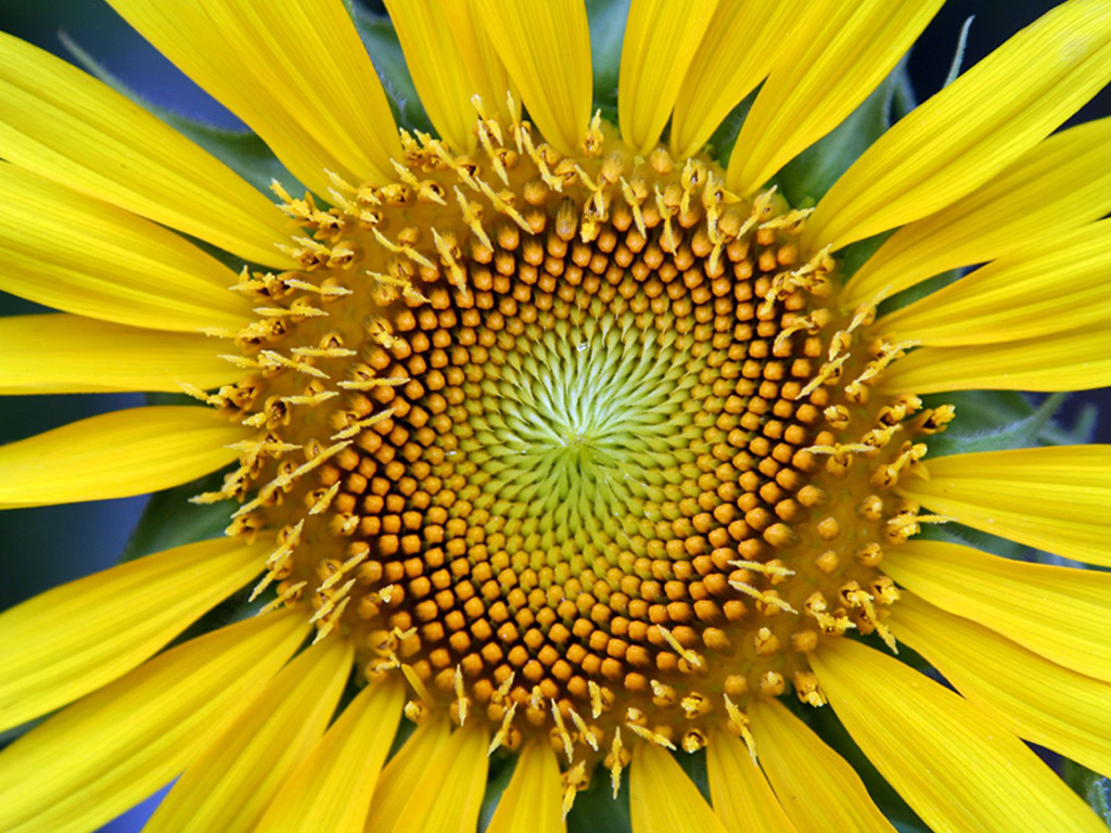 Tournesol représentant l'hypnose